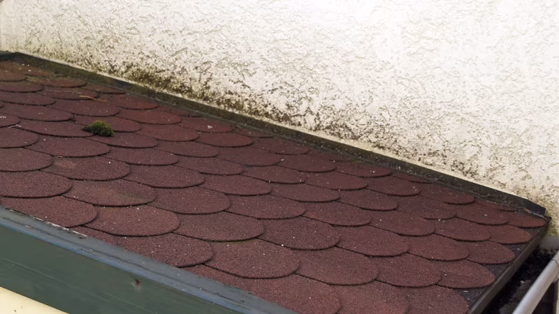 TecLine Grünbelagentferner -Konzentrat- 1 l Flasche Architektur, Gebäude, Haus, Wohnen, Dach