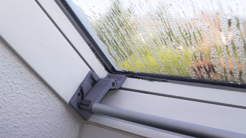 TecLine Schimmelentferner 500 ml Flasche, inkl. Sprühkopf Fenster, Fensterbank