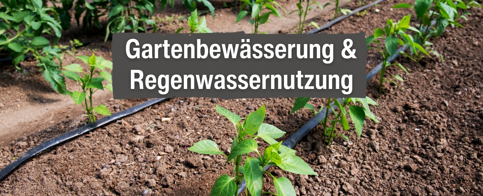 Boden, Landwirtschaft, Pflanzenwuchs, Kräuterig, Garten