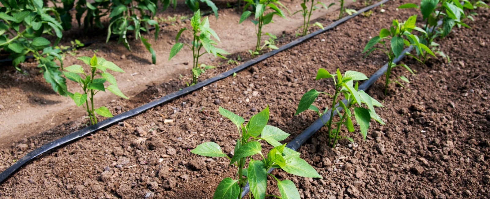 Gartenbewässerung Banner