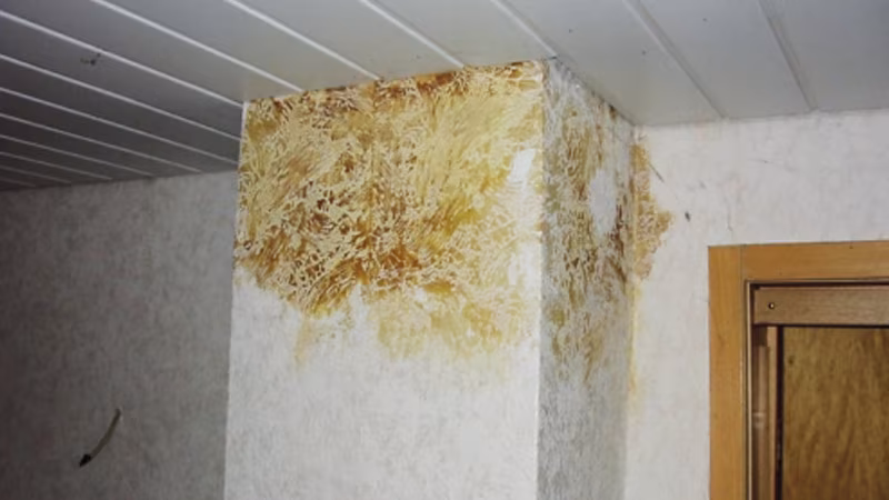 Schimmel, Schaden am Haus, Schimmelschaden